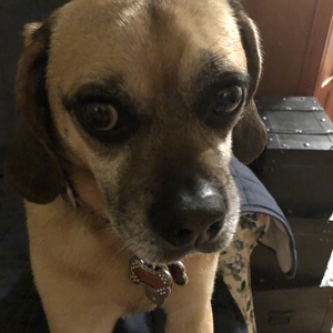 Fundraising Page: Lynette Serio